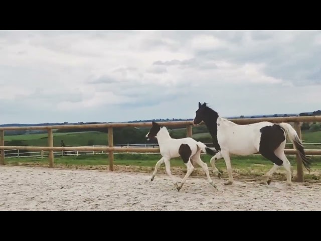 Poulini&egrave;re Oldenbourg Tobiano