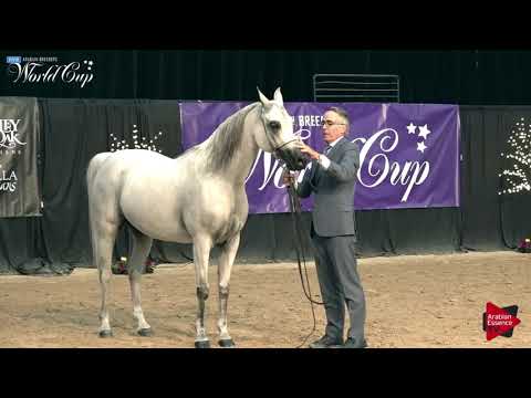 N.144 BESSOLINA EL MARWAN - LAS VEGAS 2019 - Arabian World Cup Senior Breeding Mares (Class 118).mp4