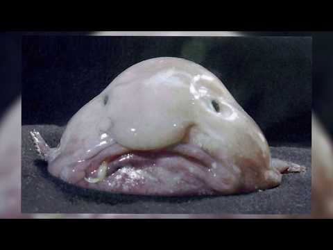 download lagu mp3 mp4 Uglyfish, download mp3 Uglyfish free downloadn, video klip Uglyfish