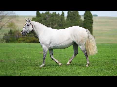 Lote 24 - Basca Devota