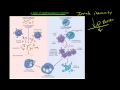 View 15 Difference Between Primary And Secondary Immunodeficiency Diseases