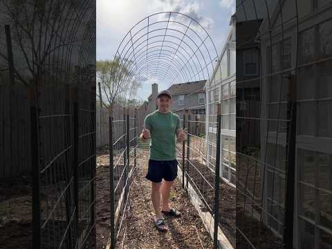 How to Build a Cattle Panel Trellis for Fruits and Veggies!