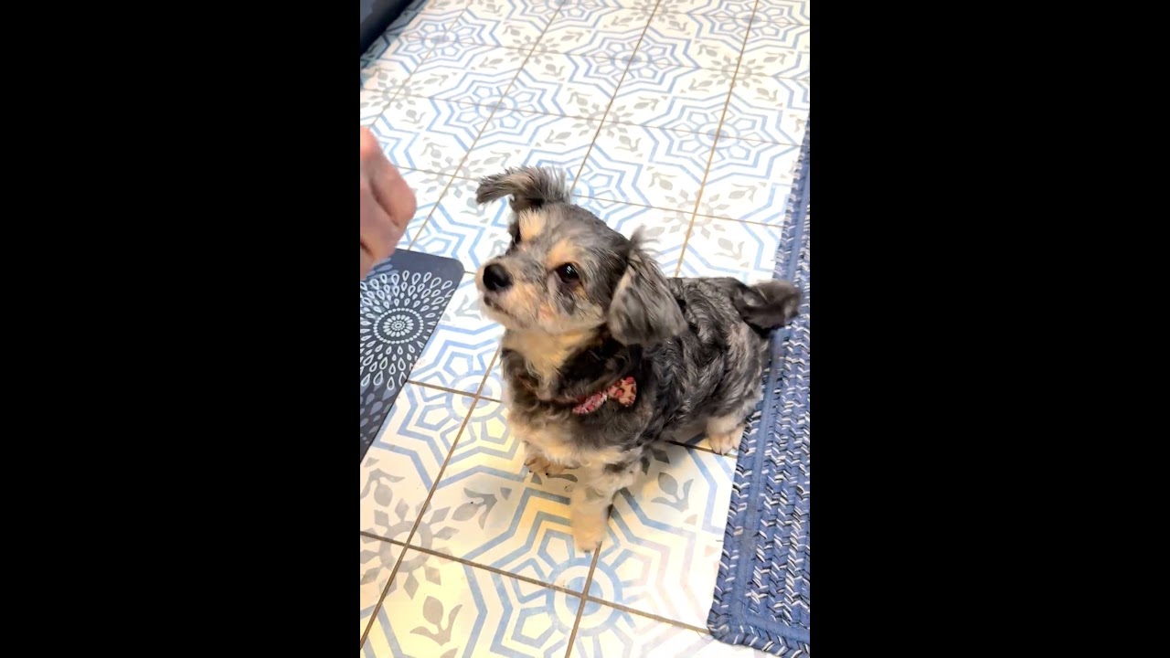 Enlarge Zoe - Courtesy Post, a Adoptable mixed breed in Redondo Beach, CA video 5/5