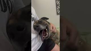 Video preview image #1 Mutt Puppy For Sale in phoenix, AZ, USA