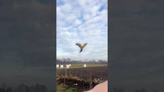 Experience the Freedom of Free Flight with a Macaw Parrot