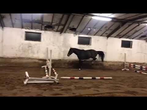 Diamant De Semilly Stallion 2016 born