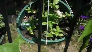 Apartment Balcony Gardening DIY: Growing Your Own Food