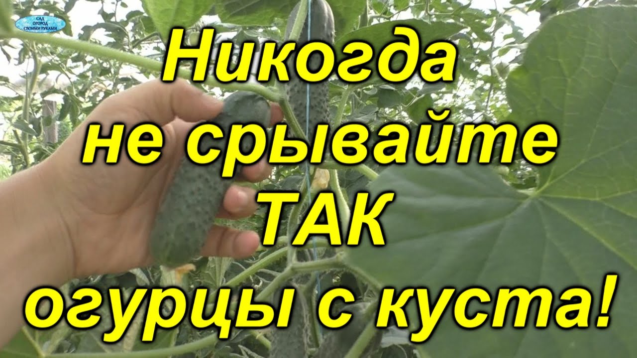 Как НЕЛЬЗЯ собирать огурцы - не допустите этих ошибок!