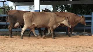 Vídeo 128 - 1ª ETAPA MEGA LIQUIDAÇÃO TOTAL AGROPECUÁRIA MARAJOARA - DIA 4 | GADO GIROLANDO E HOLANDÊS