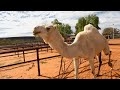 We Didn T Eat This Camel But Came Close Kings Creek Station NT Australia Travel Vlog