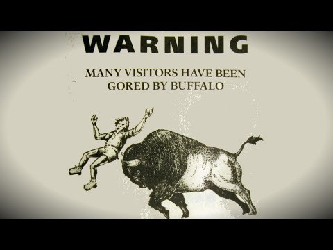 Click to Watch the Darwin's Theory at Work? Man taunts bison -- here's how that turned out video