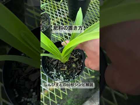 カミソニアについて詳しく解説