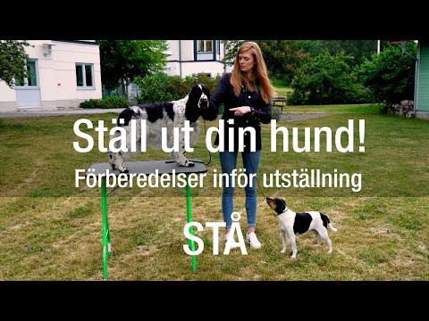 Förberedelser inför utställning – stå