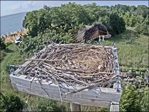 Baby Osprey's First Flight