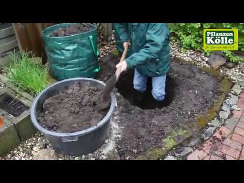 Bambus einpflanzen im Garten | Pflanzen-Kölle