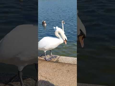 Brilliant Monday morning in Kensington Park #shorts #shortvideo  #londonlife