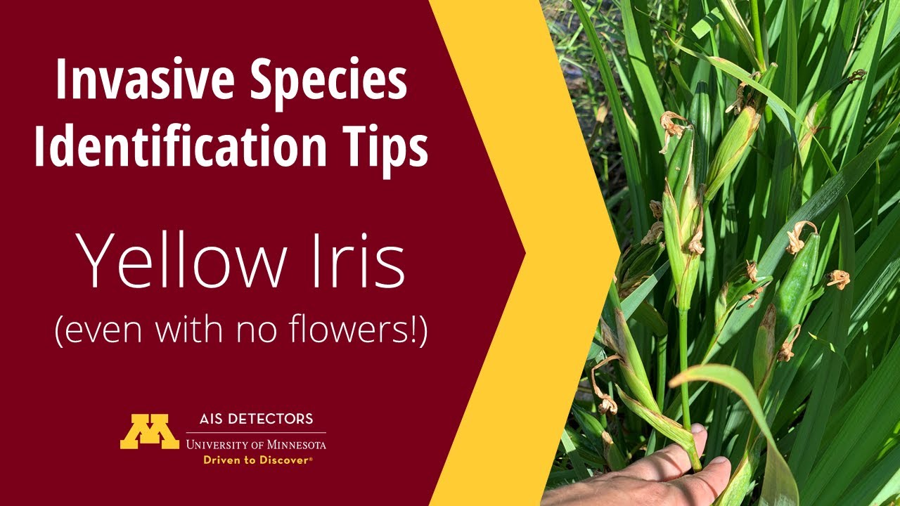 Identification Tips: Yellow Iris (Iris pseudacorus)