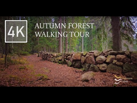 Autumn Forest Walking Tour 4K | Nature Video with Nature Sounds and Birds Singing