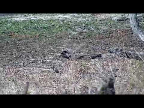 Djuma: Blacksmith Lapwing sitting on it's nest - 14:41 - 09/15/21