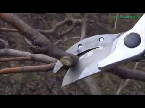 CIĘCIE GRUSZY - dwa lata po odmładzaniu