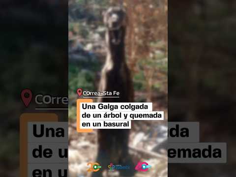 🚨 Un hecho de maldad extrema en Correa- Santa Fe: Una galga colgada de un árbol y quemada