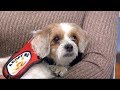 Owning A Dog Linked To Lower Risk Of Death Study Says
