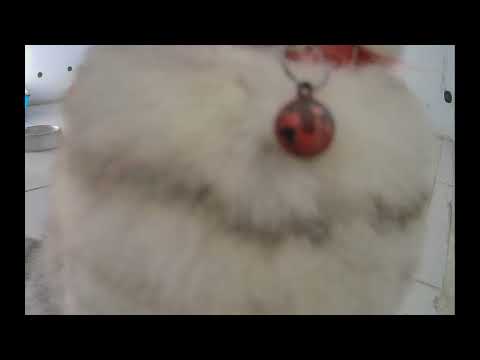 😍 You Laugh You Lose Dogs And Cats 🐱😻 Funniest Catss 2025 🐱❤️