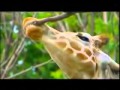 Animal Atlas DVDs Trailer