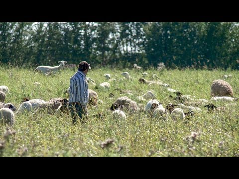 download lagu mp3 mp4 Lamb Ranch Texas, download lagu Lamb Ranch Texas gratis, unduh video klip Lamb Ranch Texas