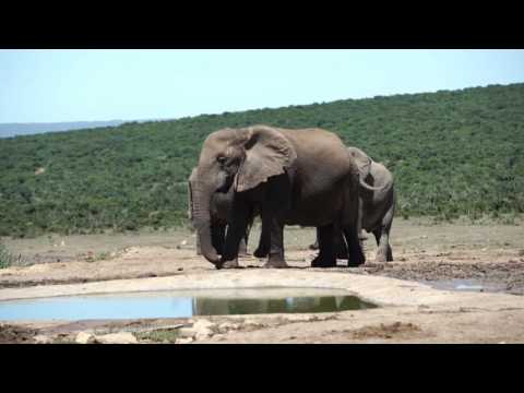 Even Elephants Stretch