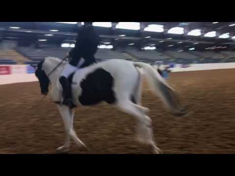 Three year old filly Material - Dressage at Lexington 2017