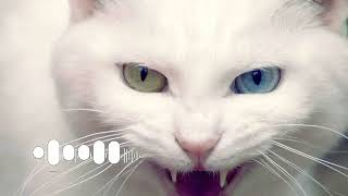 ANGRY CAT RINGTONE Angry Cat - Ringtone shorts