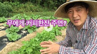 #8 무 2차 추비는 특별히 커피한잔 주었어요/ 한아름 통큰 배추 무 재배기술 제8편 무 2차 추비 / 무 …