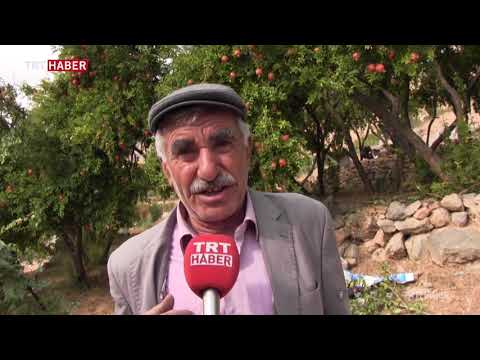 Siirtin zivzik narı, aroması ve dayanıklılığıyla ön plana çıkıyor