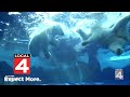 Detroit Zoo Inside Out Meet The Penguins And Go Inside A Polar Bear Den