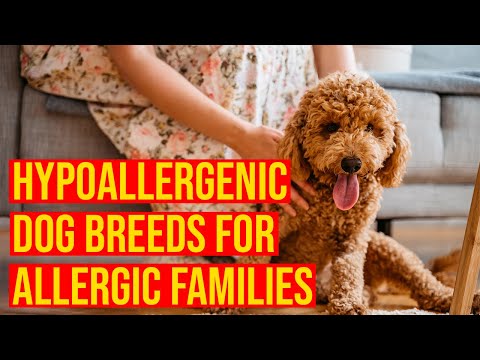 10 Cutest Small Hypoallergenic Dog Breeds For Allergic Families