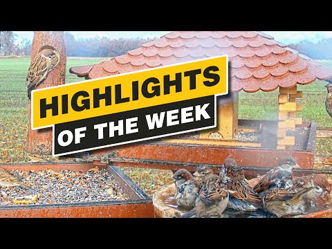 Highlights Of The Week - Recke, Germany - Week 47, Nov. 2021