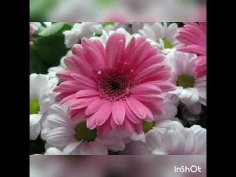 Mehmet Akman İlahi Geldi geçti ömrüm boşa