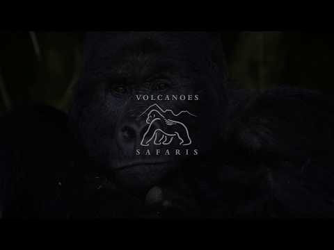 Praveen Moman: Celebrating Gorillas and Communities trailer