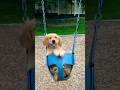 Dog Swinging Dog
