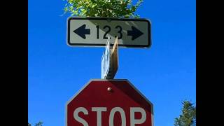 Scotty Apex - OH NO ft. Mathaius Young