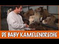 Baby kamelen de fles geven! | DierenpraatTV