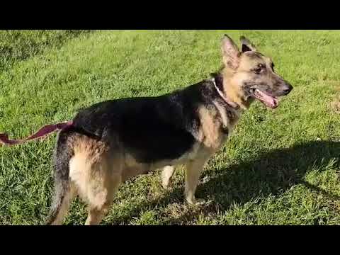 Quinn, an adopted German Shepherd Dog in Greeneville, TN_image-1