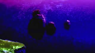 cøzybøy - i swear this søng is abøut eating øut my best friend’s pussy