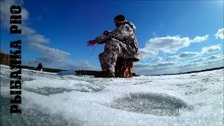 Рыбалка белоярке зимой