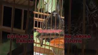 Download lagu Black-breasted Finch #finch #falcon #albino finch #finch lure mp3 Download lagu Black-breasted Finch #finch #falcon #albino finch #finch lure mp3