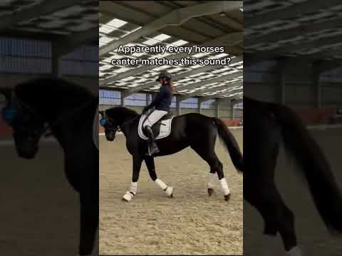 New canter challenge? #horse#equestrian#alannaclarkeequestrian#canter#canterchallenge#satisfying