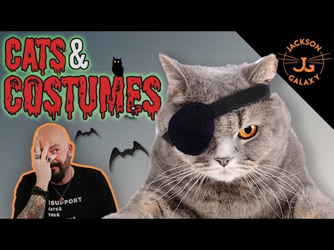 Why You Should NEVER Dress Up Your Cat