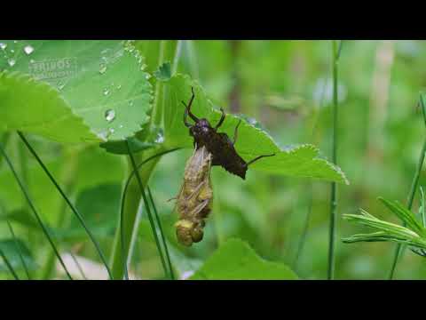 Libellen | Entdeckerkiste | Fribos Dachboden