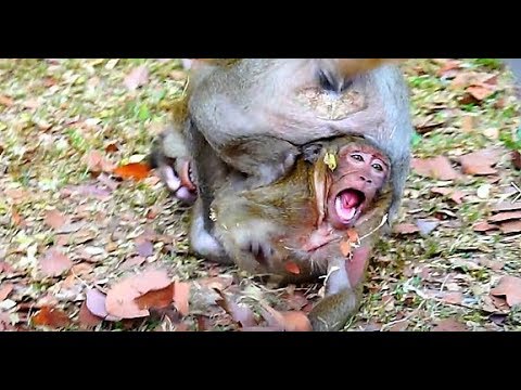 Sweet Pea Much Hurt Screaming Due To Achap, This Lesson For Spoil Sweet Pea.